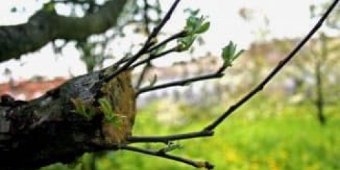 11 Metoda za kalemljenje stabala jabuke